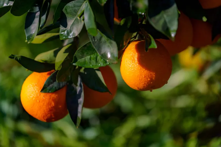 Organic Corsican orange producer - Sale of organic Corsican navel orange