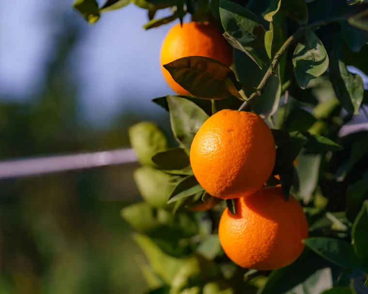 Producteur d'orange Corse BIO - Vente d'orange navel Corse BIO