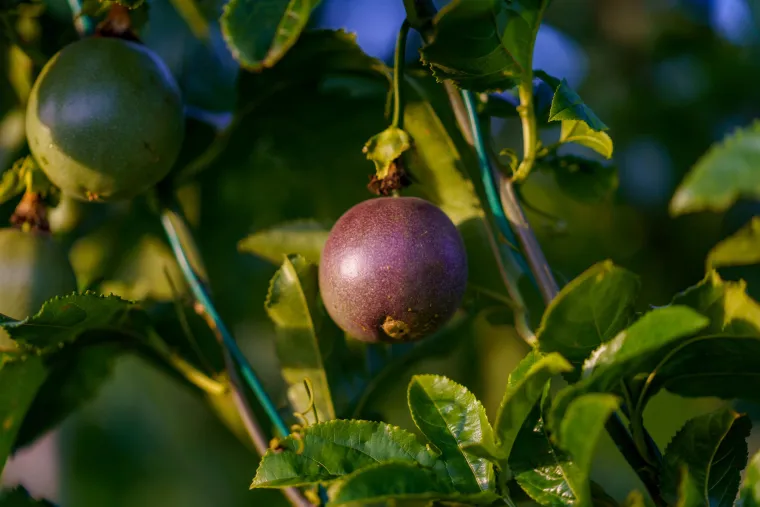 Fruits de la Passion BIO Corses - Exotisme et Fraîcheur | Domaine de la Taste