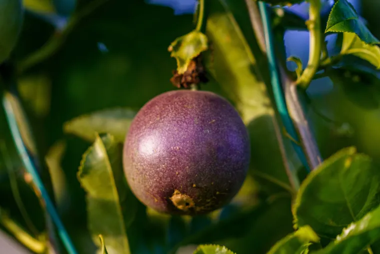 Fruits de la Passion BIO Corses - Exotisme et Fraîcheur | Domaine de la Taste