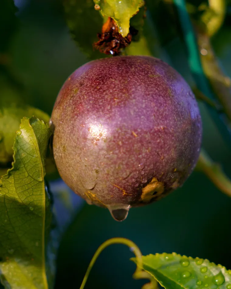 Fruits de la Passion BIO Corses - Exotisme et Fraîcheur | Domaine de la Taste