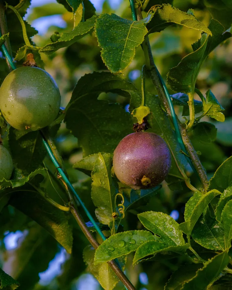 Fruits de la Passion BIO Corses - Exotisme et Fraîcheur | Domaine de la Taste