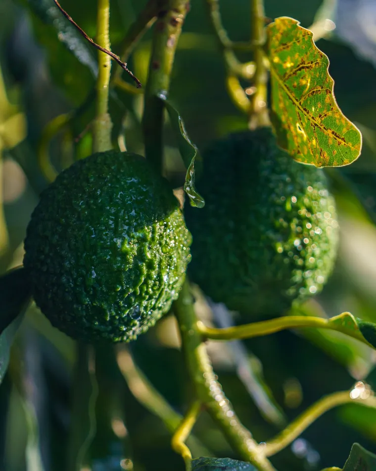 Arbre Avocatier