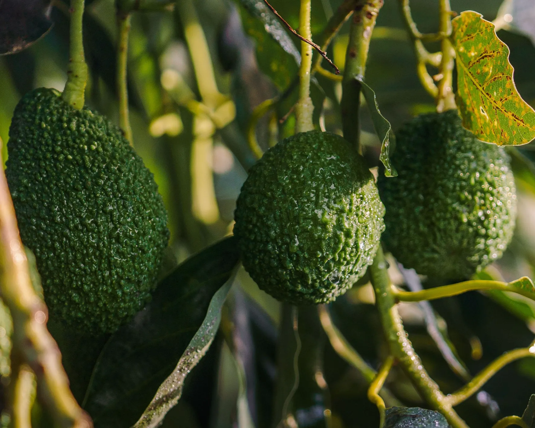 Arbre Avocatier