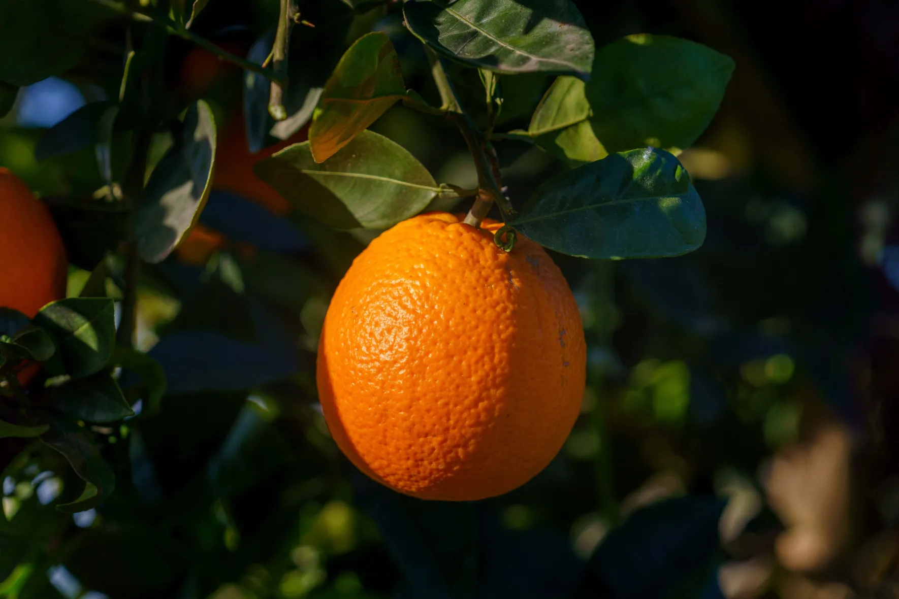 Orange tree