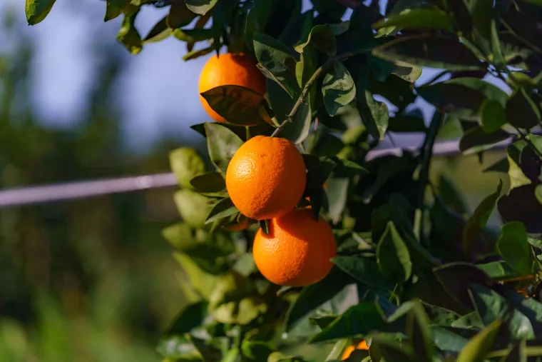 Orange tree