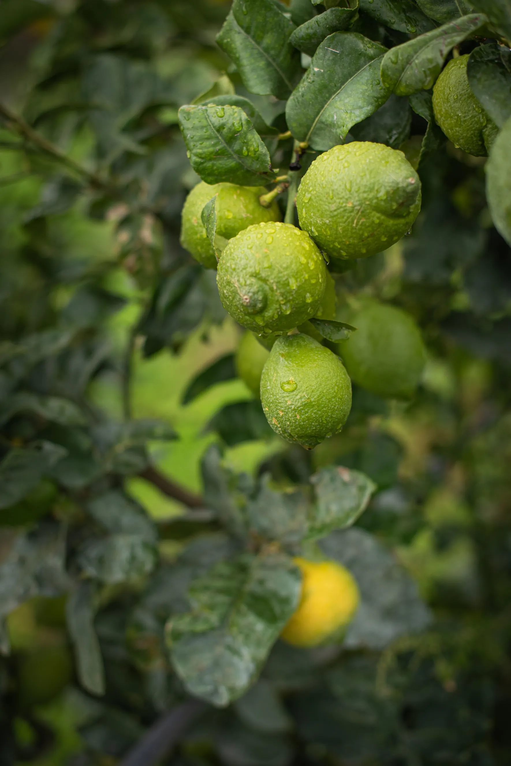 Arbre Citronnier