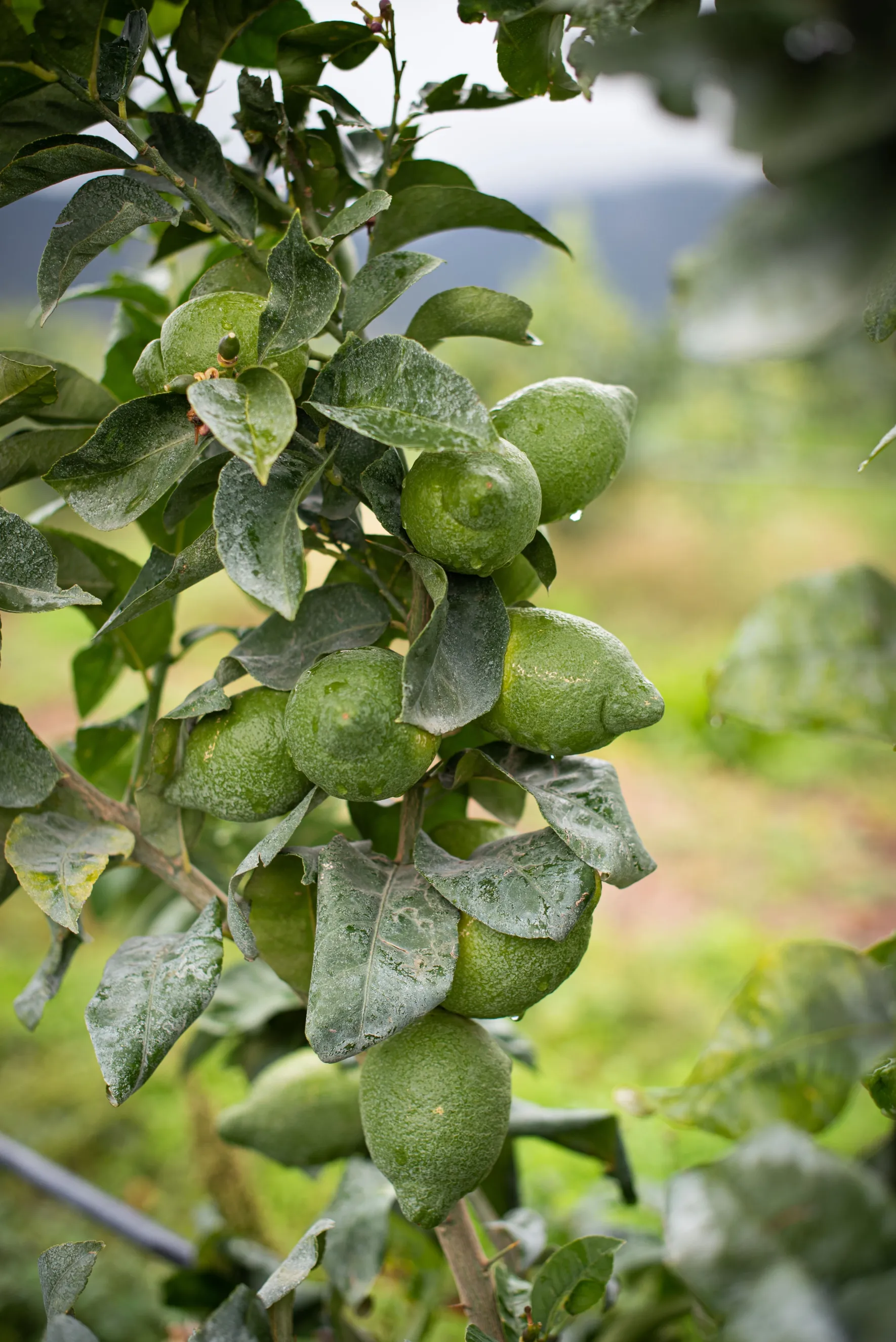 Arbre Citronnier