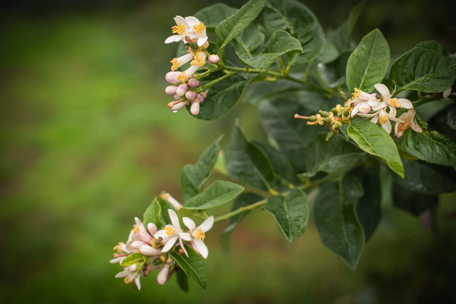 Arbre Citronnier