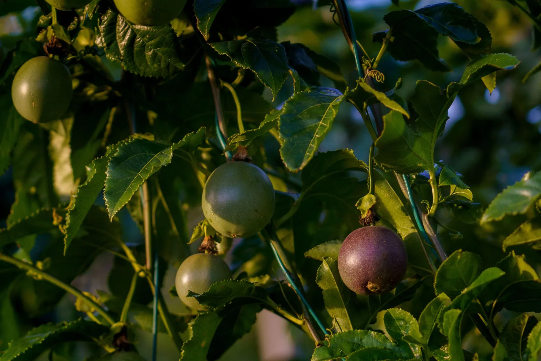 Arbre Fruit de la passion