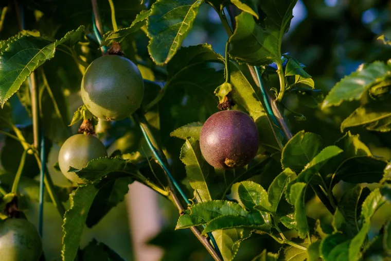 Arbre Fruit de la passion