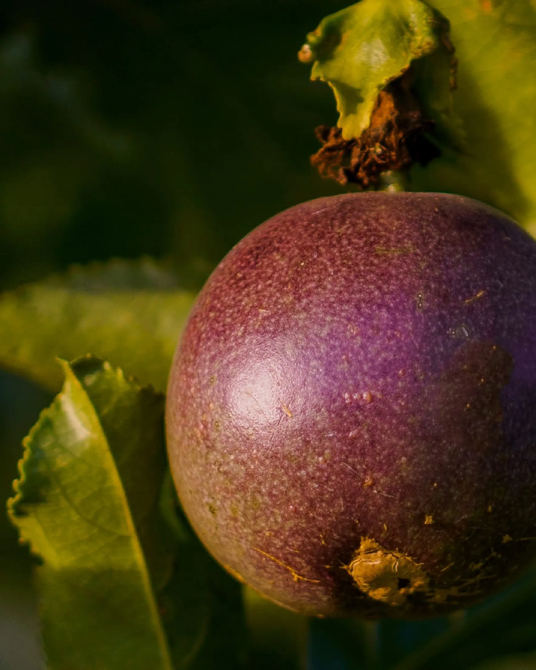 Arbre Fruit de la passion