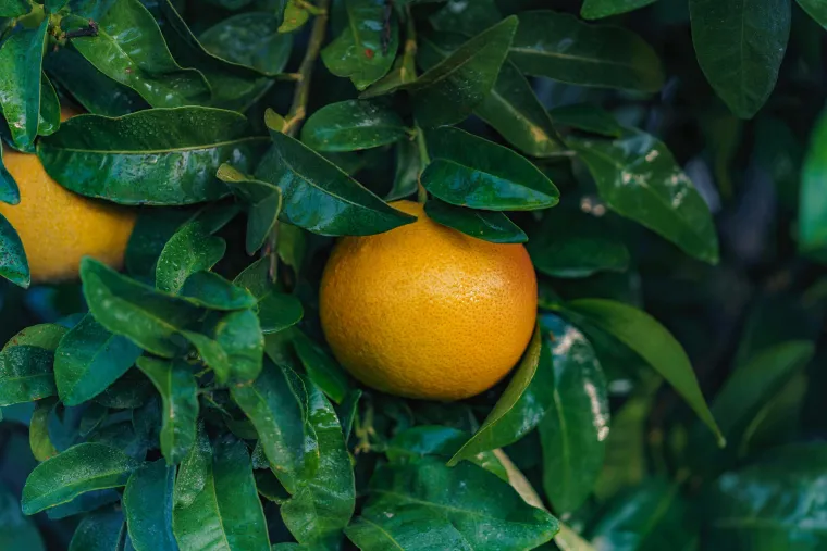 Arbre Pomelo