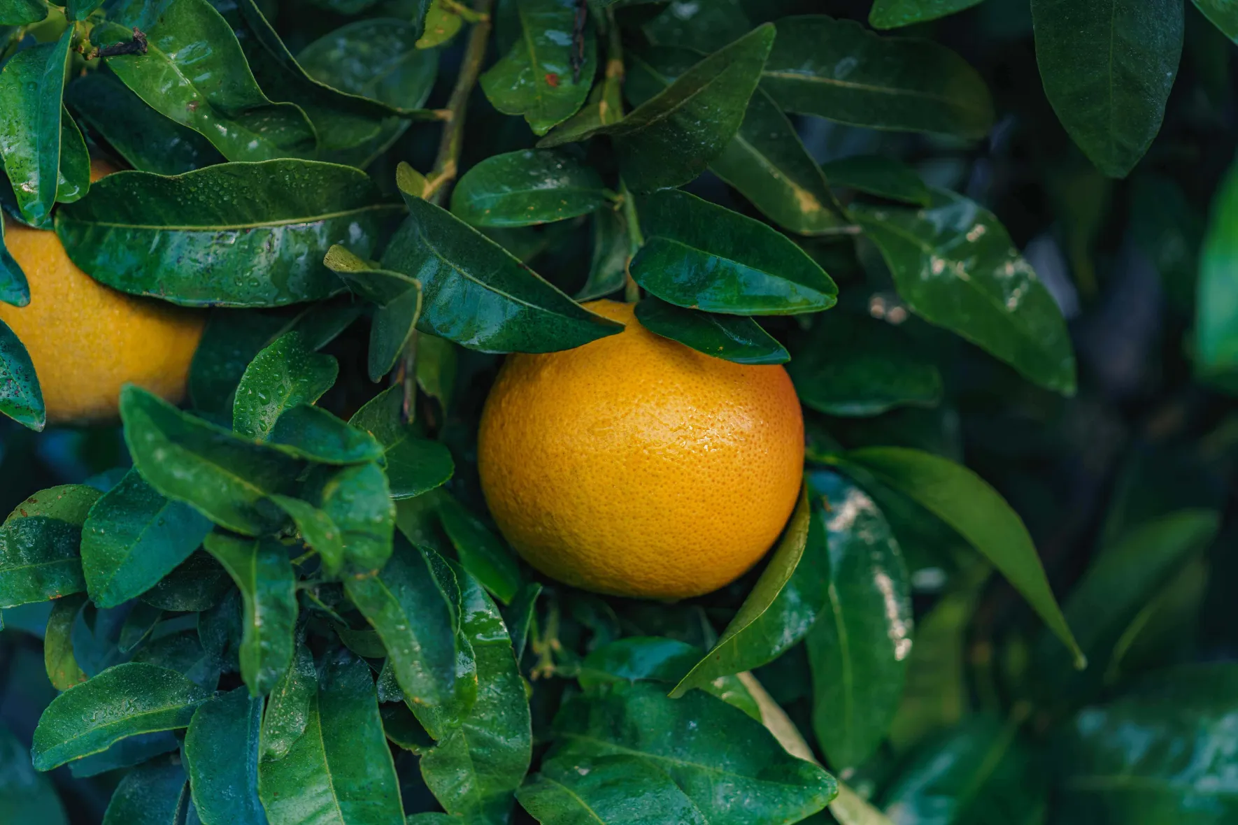 Arbre Pomelo