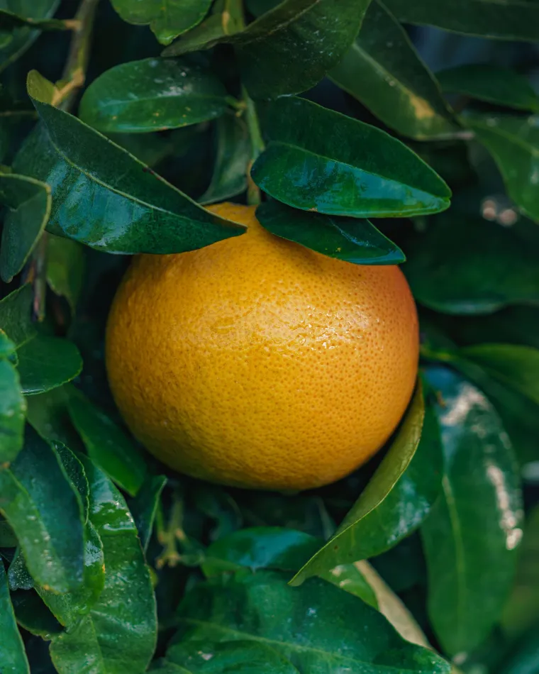 Arbre Pomelo