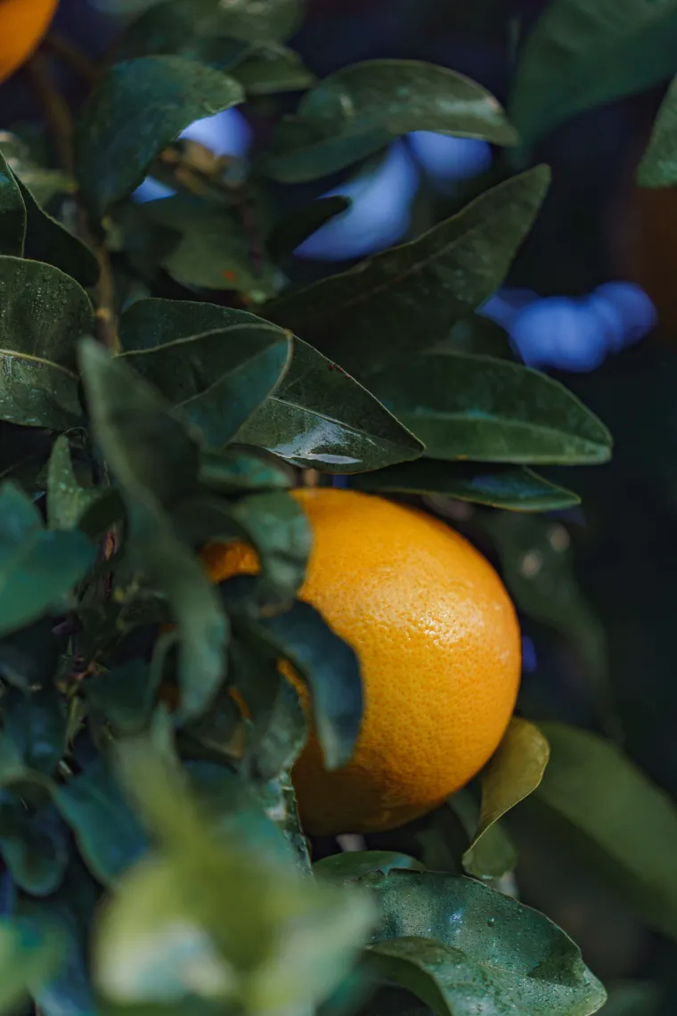 Arbre Pomelo