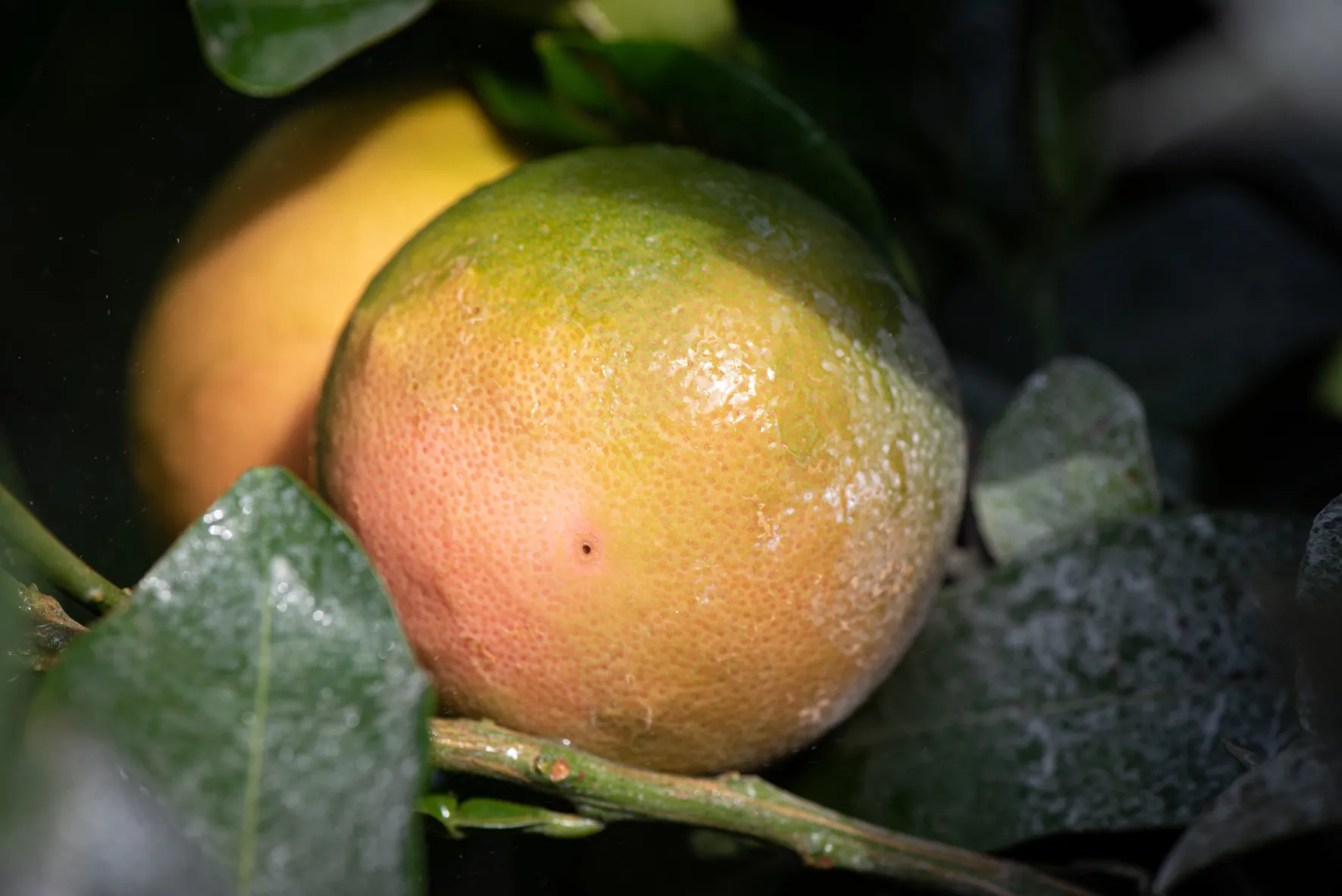 Arbre Pomelo