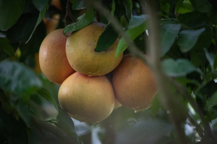 Arbre Pomelo