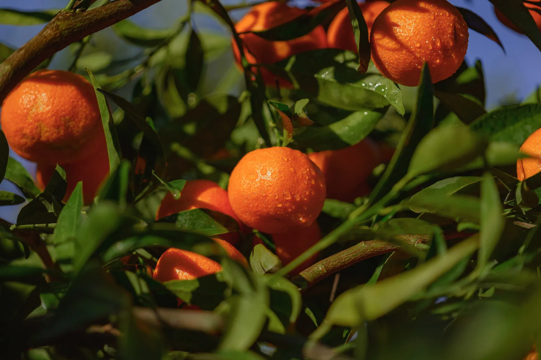 Clementine tree