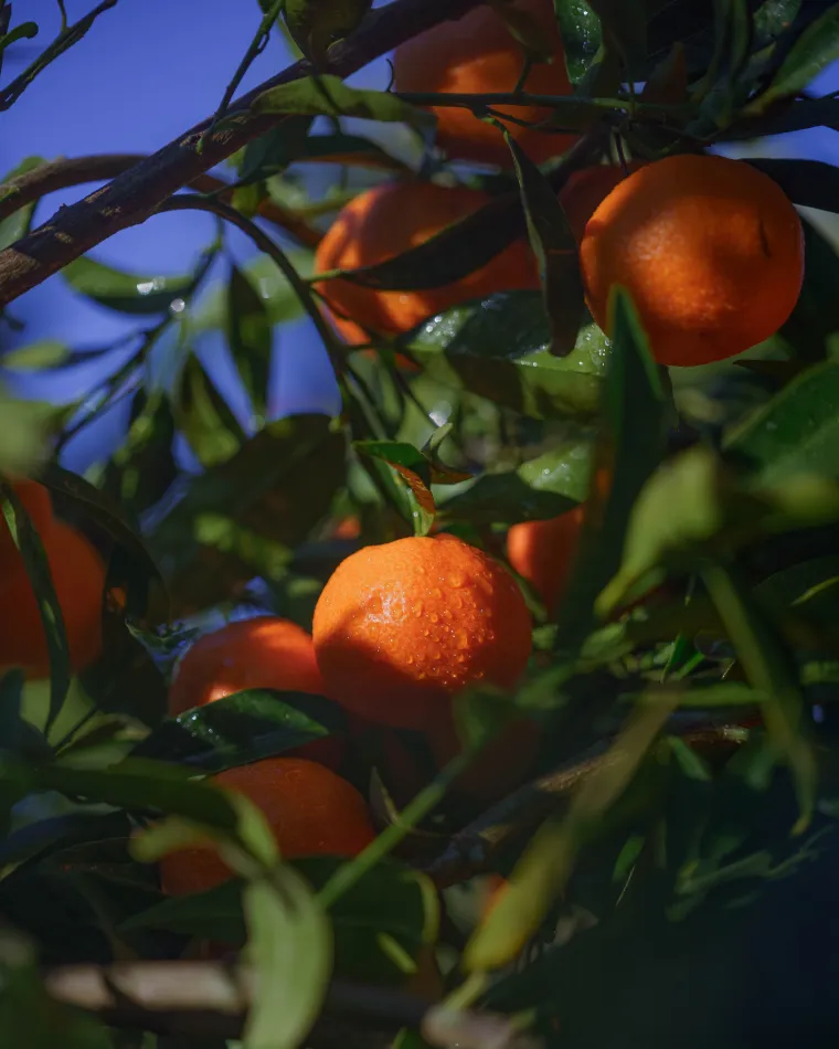 Clementine tree