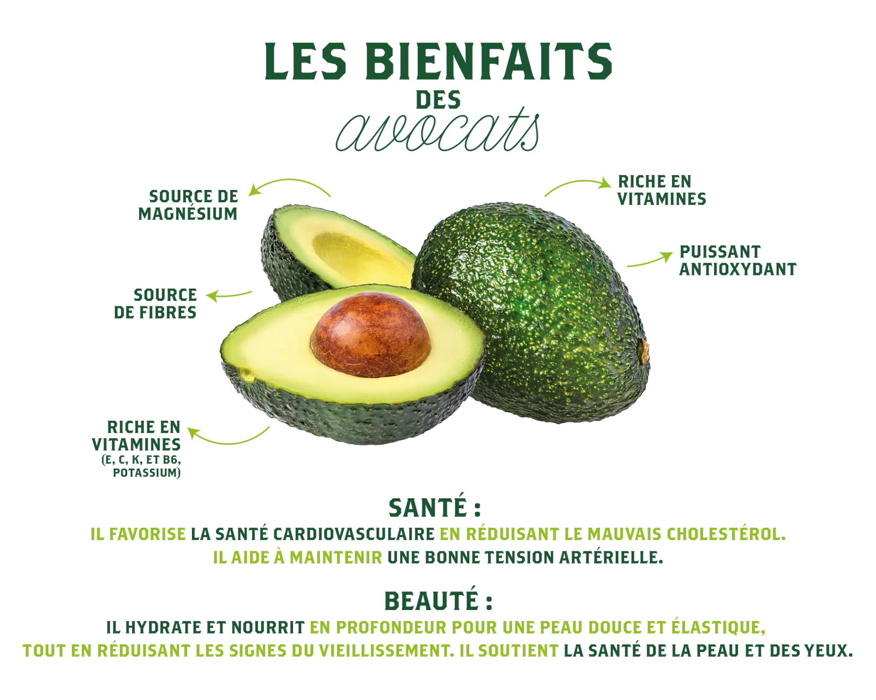 Arbre Avocatier