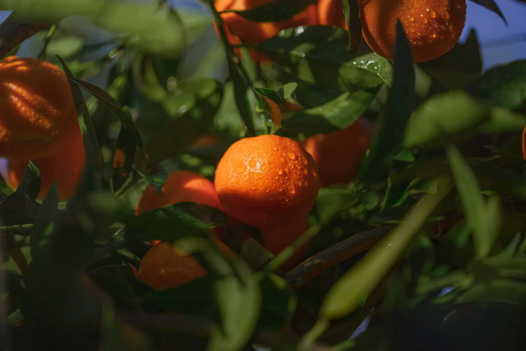 Organic Corsican PGI clementines