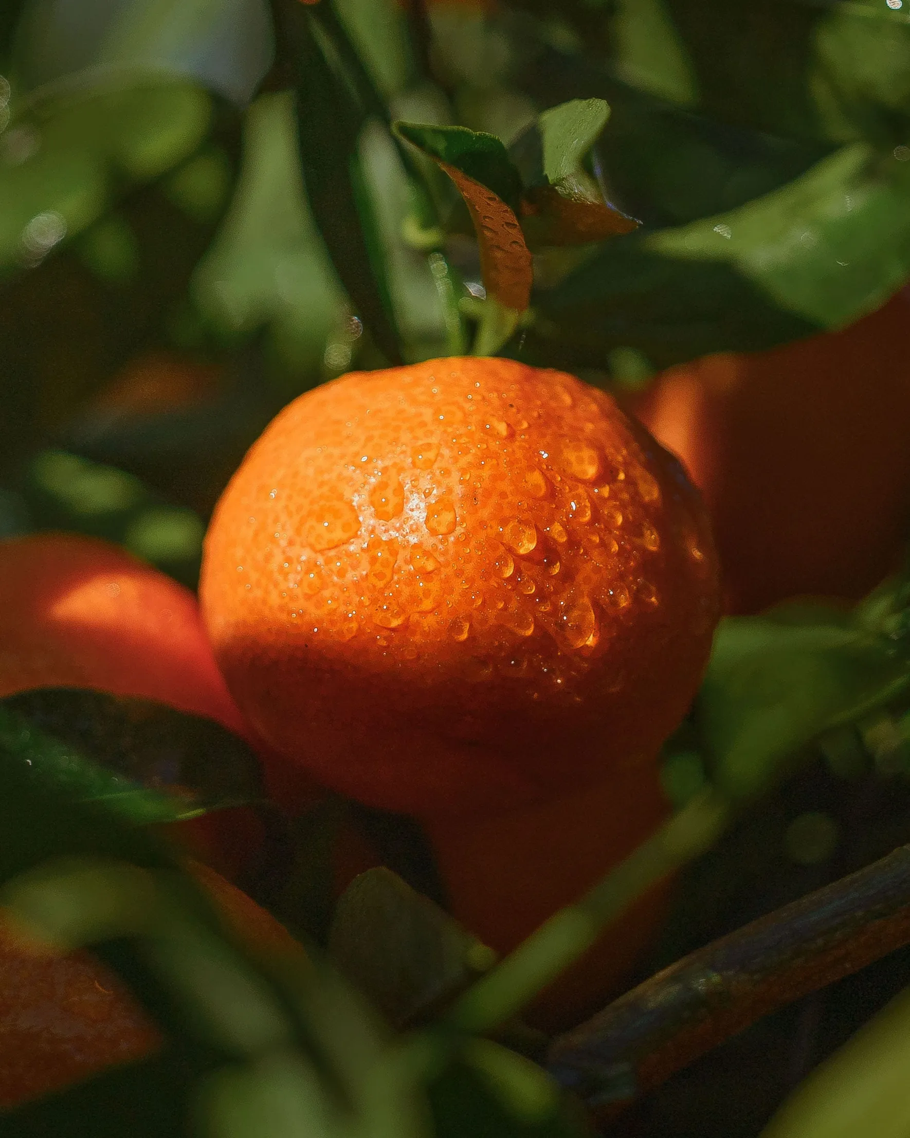 Organic Corsican PGI clementines