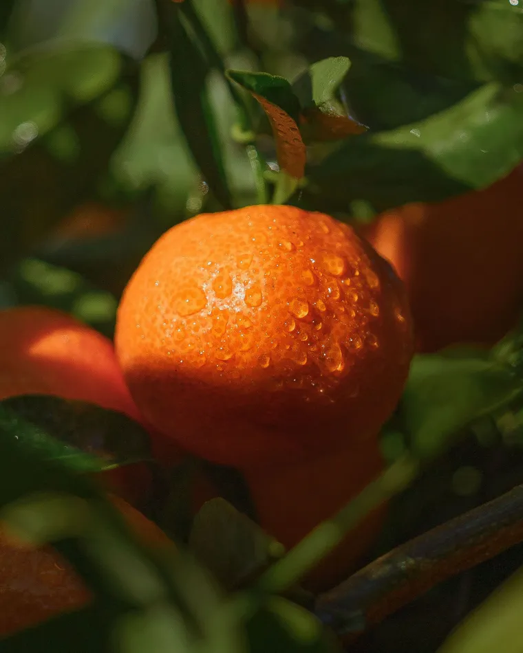 Organic Corsican clementines PGI | Producer of organic clementines from Corsica