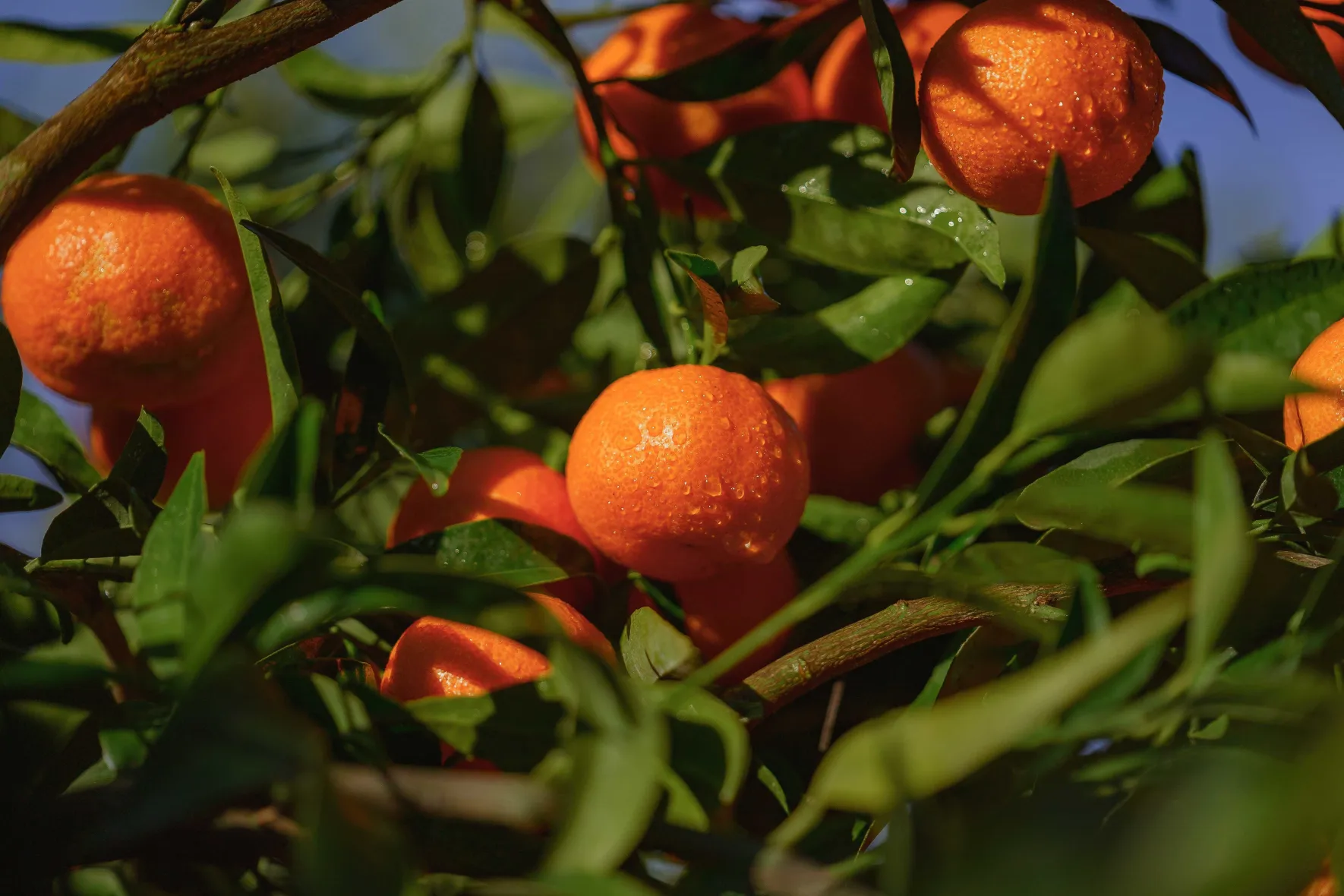 Clémentines IGP Bio Corse