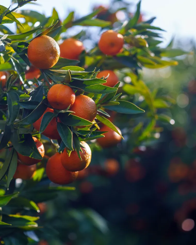 Organic Corsican clementines PGI | Producer of organic clementines from Corsica