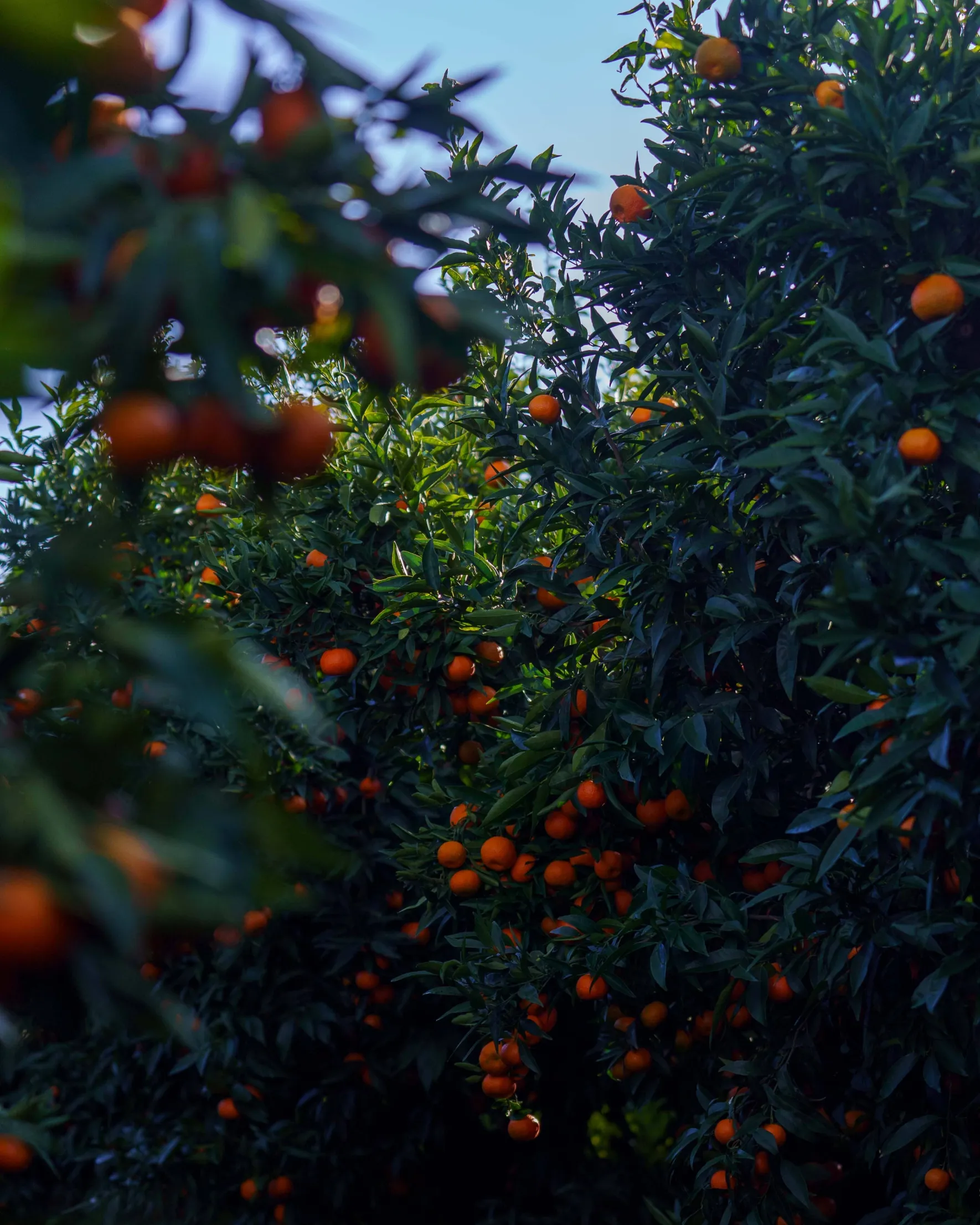 Organic Corsican PGI clementines
