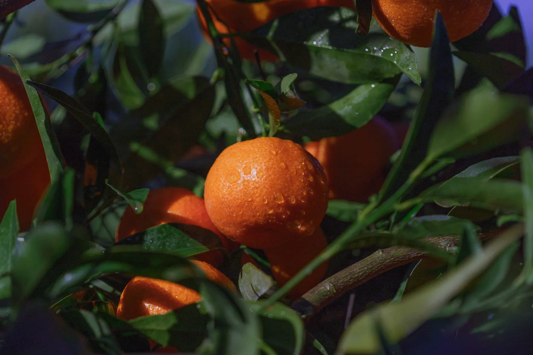 Organic Corsican PGI clementines