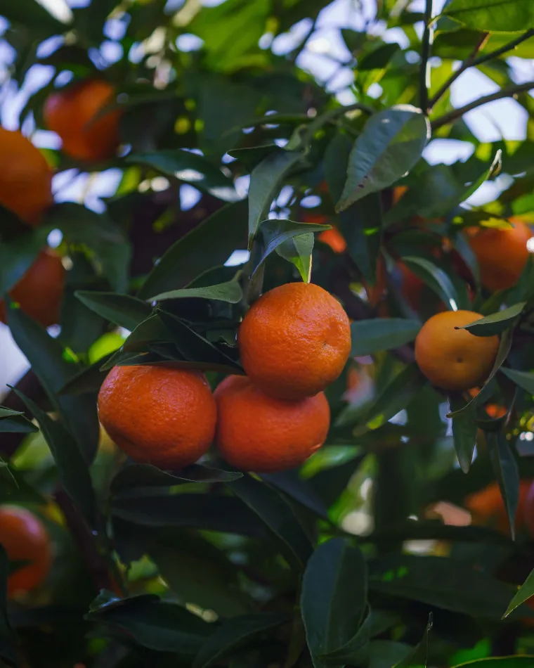 Organic Corsican clementines PGI | Producer of organic clementines from Corsica