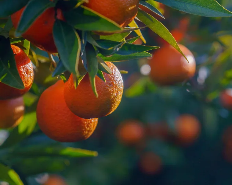 Clémentines Corses IGP bio | Producteur de Clémentines bio de Corse