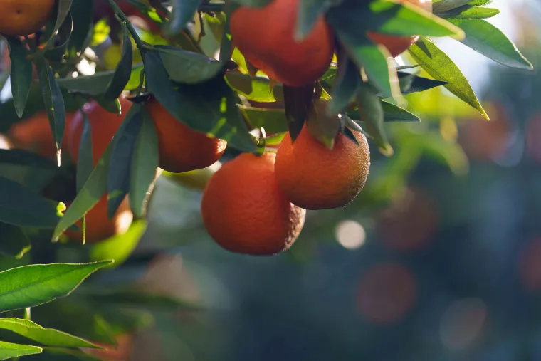 Clémentines Corses IGP bio | Producteur de Clémentines bio de Corse