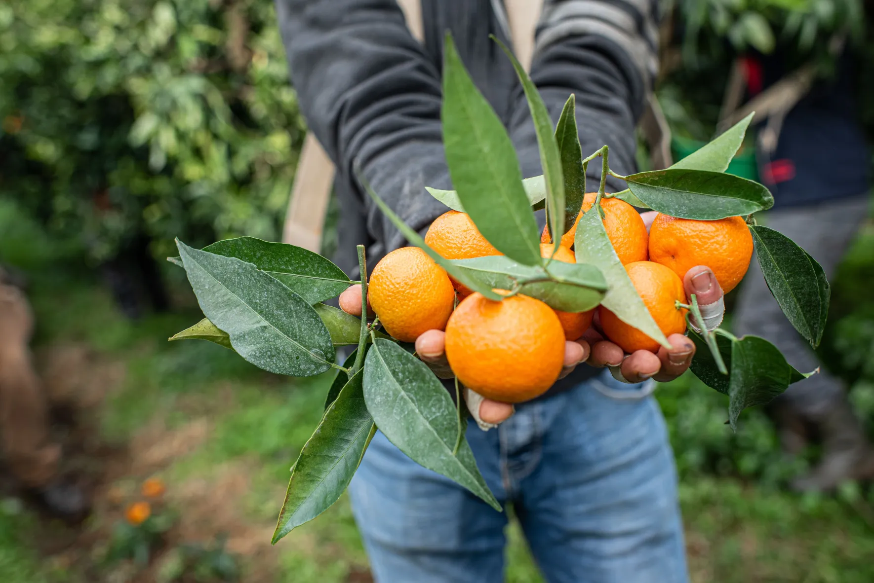 Clémentines IGP Bio Corse