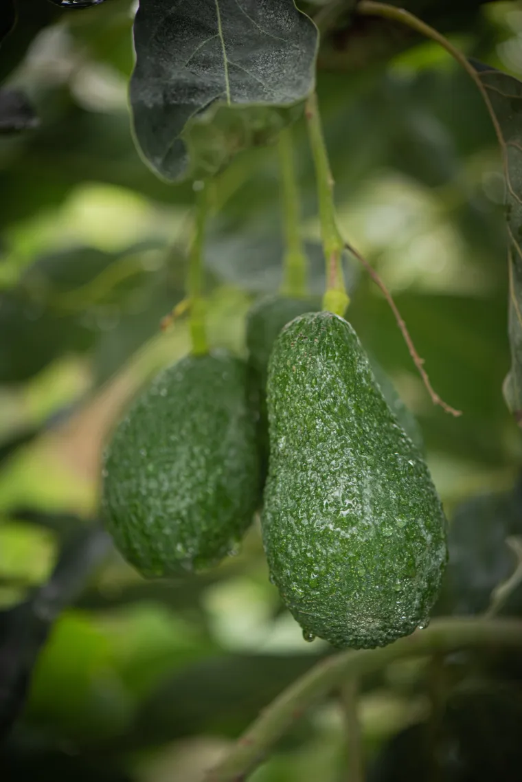 Avocat BIO Français de Corse - Producteur d'avocat Français 100% bio