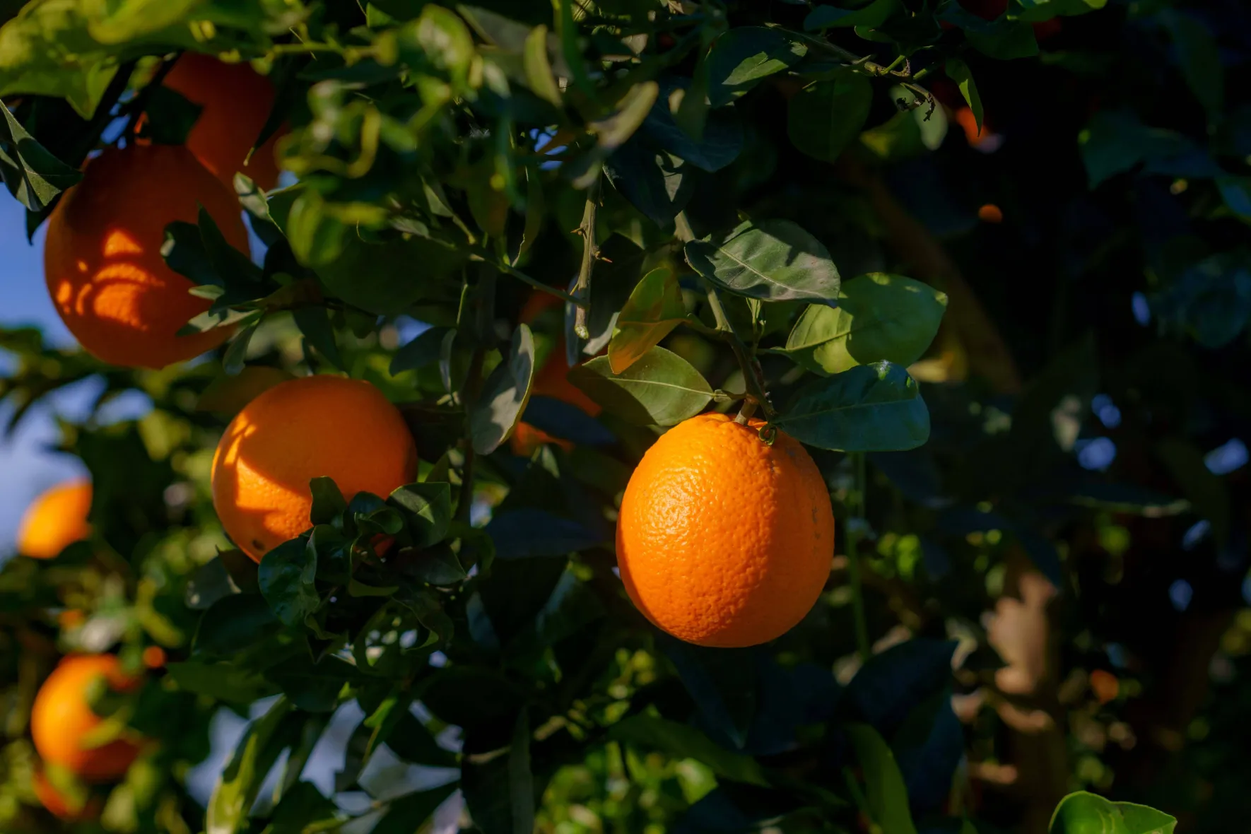 Oranges in conversion to organic