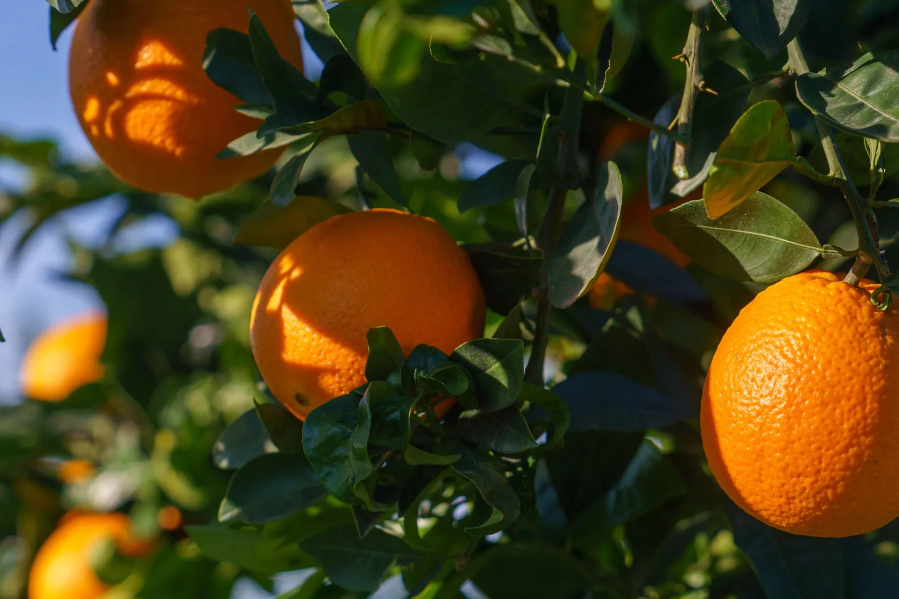 Oranges Bio Corse