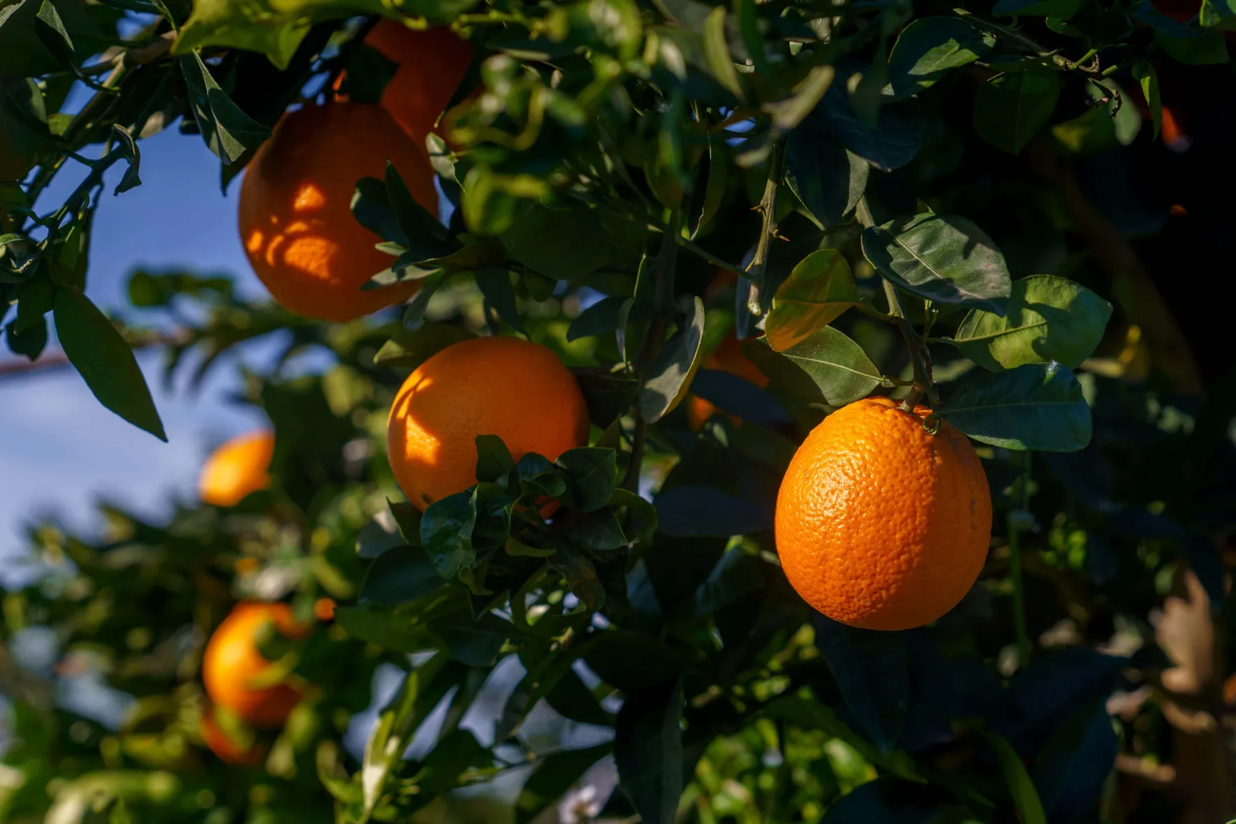 Oranges Bio Corse