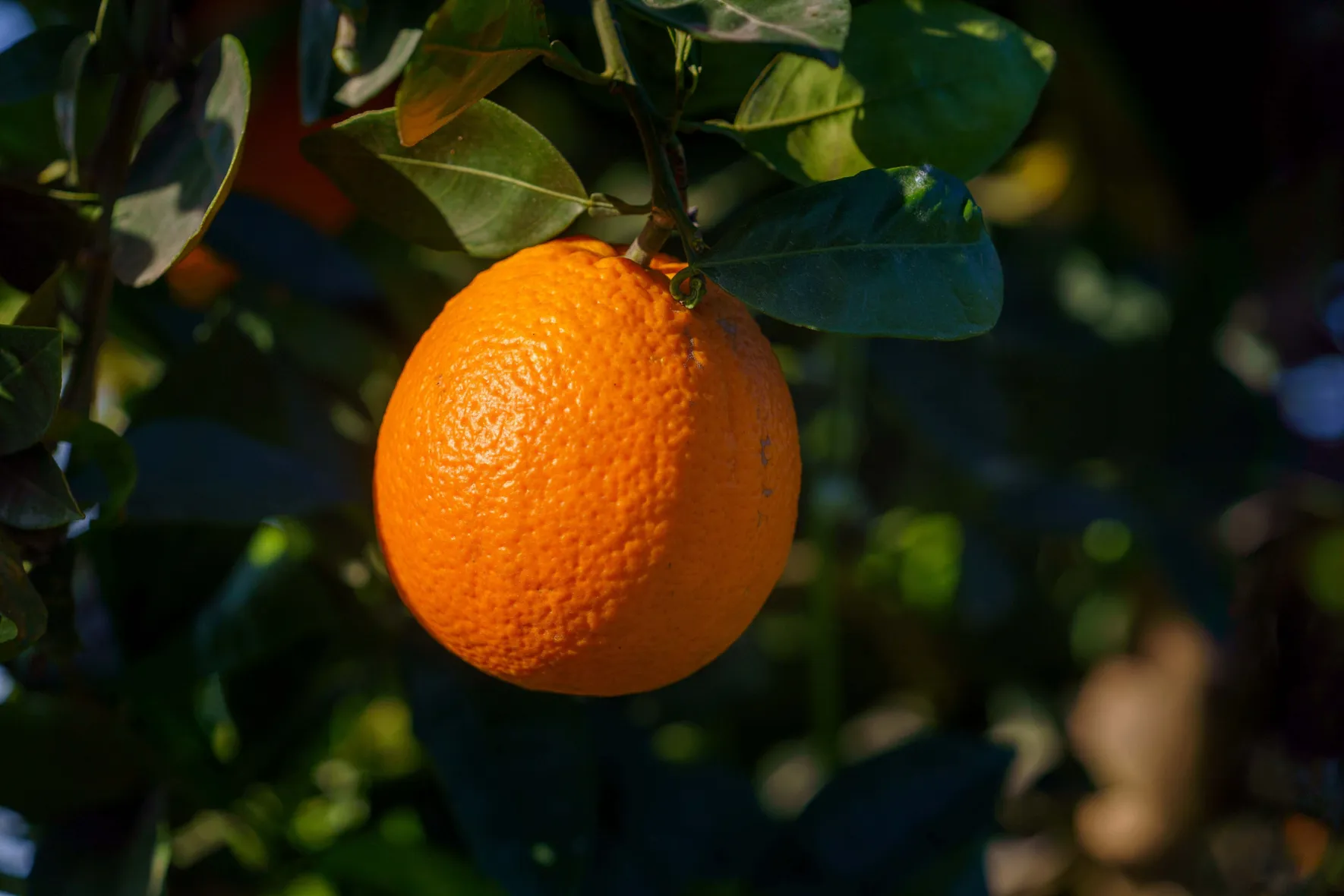Oranges in conversion to organic
