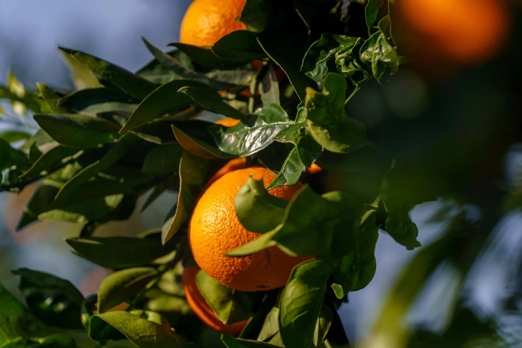 Oranges Bio Corse