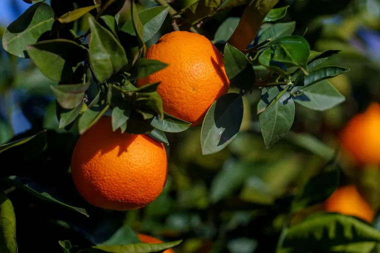 Organic Corsican orange producer - Sale of organic Corsican navel orange