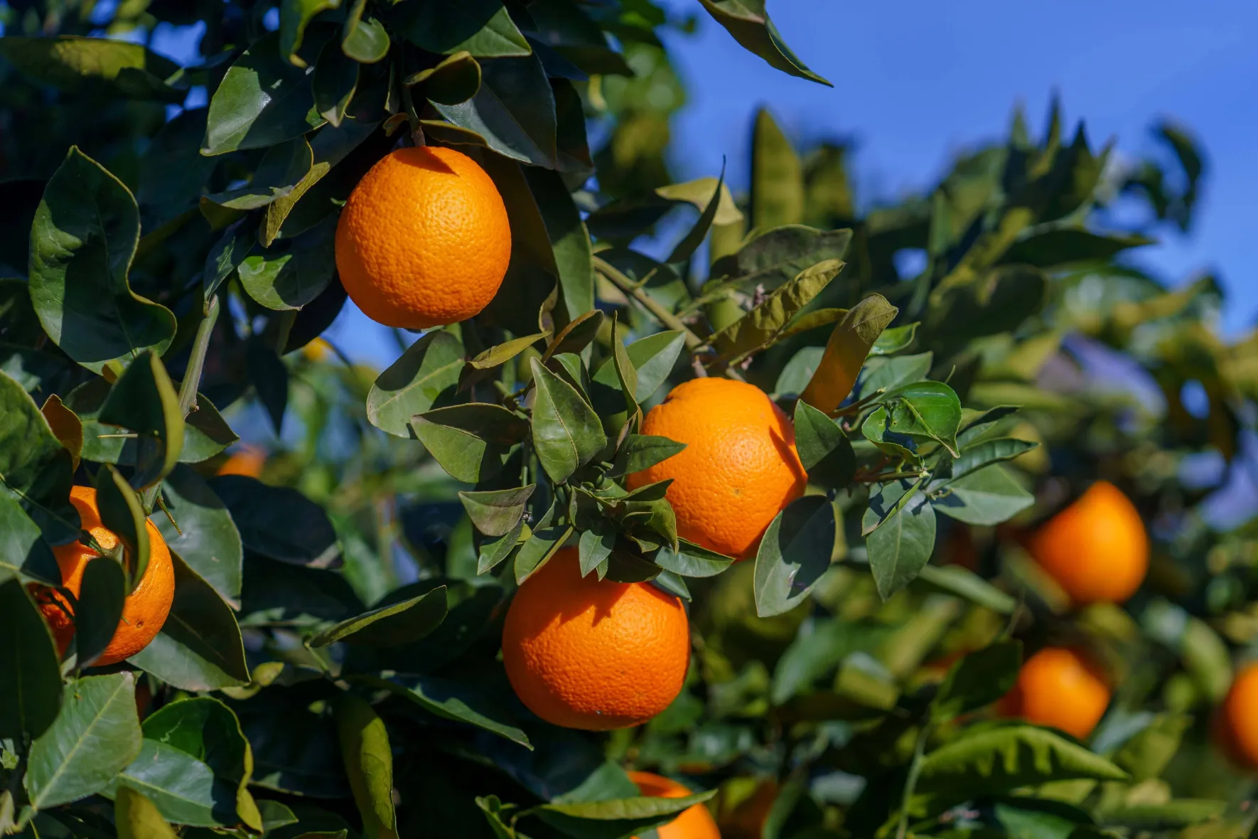 Orangen in Bio-Umstellung