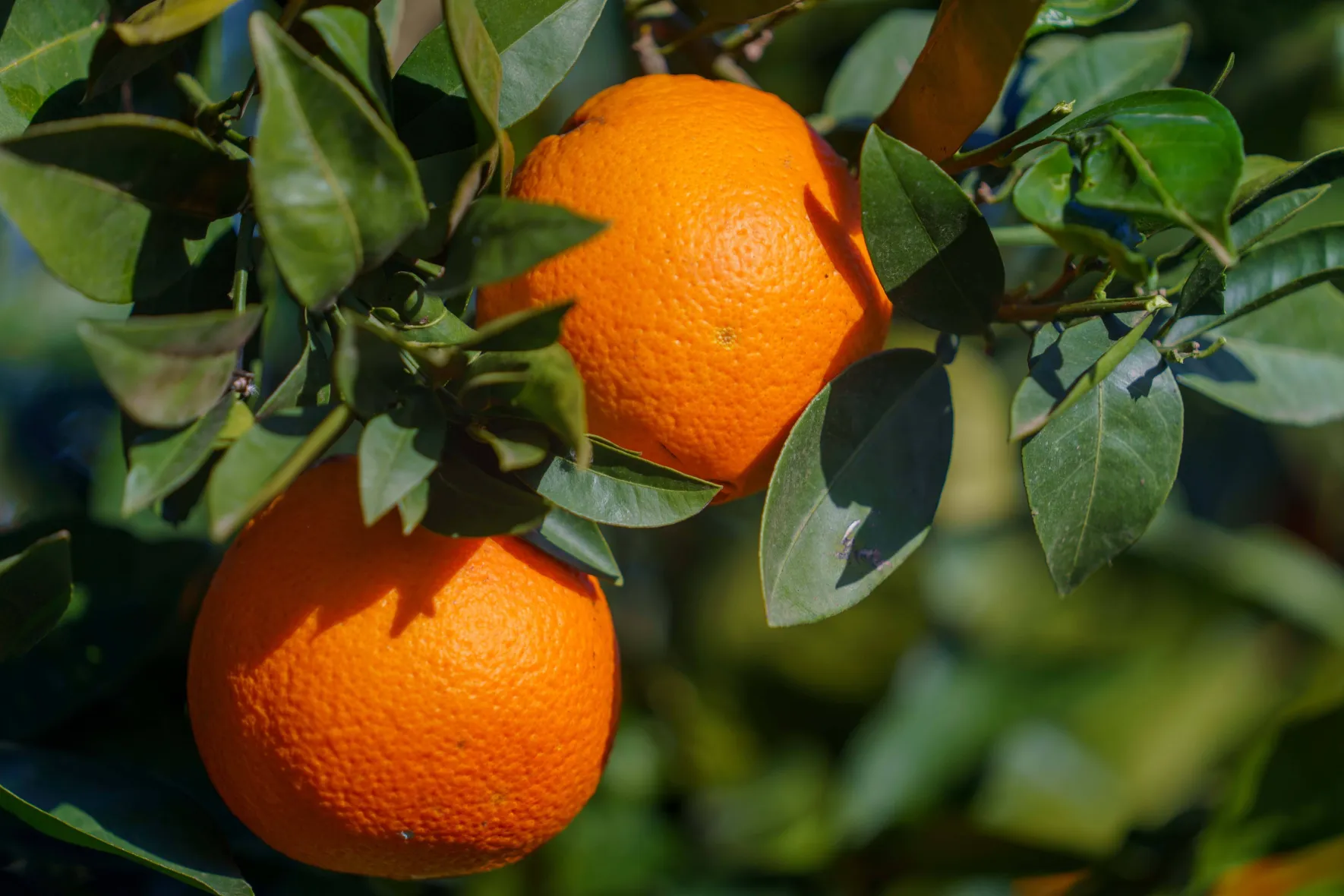 Orangen in Bio-Umstellung