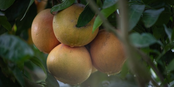 Le Pomelo Corse Bio : Un Trésor de Fraîcheur et de Bienfaits