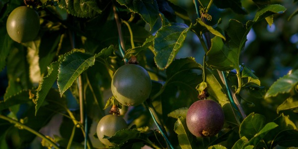 La Passion de l’Innovation : Cultiver le Fruit de la Passion en Corse